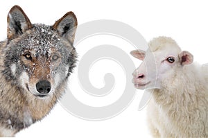 Wolf and sheep portrait isolated on a white