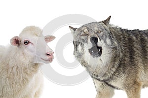 Wolf and sheep portrait isolated on white background
