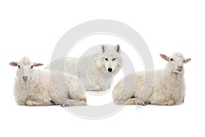 wolf in sheep\'s clothing with sheep isolated on white background