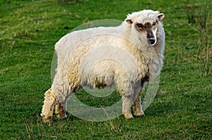 Wolf in sheep`s clothing standing on a green grass