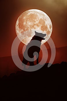 wolf silhouette in a red misty forest cliff. full moon.