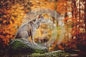 Wolf Sitting on the Stone in Autumn Forest.