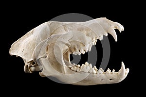 Wolf skull with big fangs in opened mouth isolated black