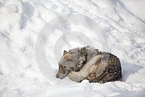 Wolf sleep photo