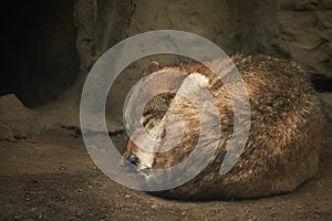 The wolf sleeps under a tree in a hole in the forest of zoo