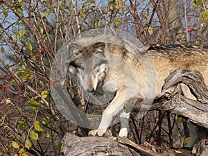 Wolf Slinks on Tree Trunk