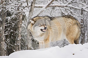Wolf snarling photo