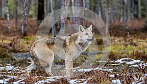 A wolf sneaks through the autumn forest.