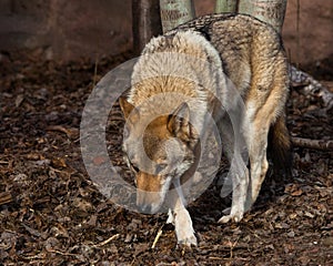 The wolf sneaks its head down, wolfish gaze. Powerful predator gray wolf in the woods in early spring