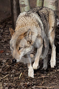 The wolf sneaks its head down, wolfish gaze. Powerful predator gray wolf in the woods in early spring