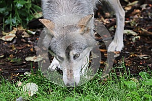 A wolf sniffs the ground during summer