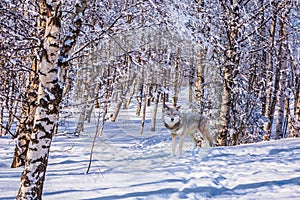 Wolf  in the snow-covered aspen grove