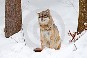 Wolf in snowy rock mountain, Europe. Winter wildlife scene from nature. Gray wolf, Canis lupus with rock in the background. Cold