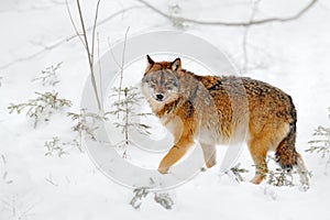 Wolf in snowy rock mountain, Europe. Winter wildlife scene from nature. Gray wolf, Canis lupus with rock in the background. Cold