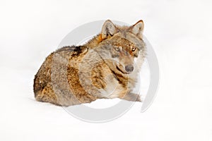 Wolf in snowy rock mountain, Europe. Winter wildlife scene from nature. Gray wolf, Canis lupus with rock in the background. Cold