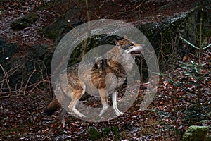 Wolf in snowy rock mountain, Europe. Winter wildlife scene from nature. Gray wolf, Canis lupus with rock in the background. Cold