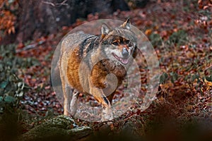 Wolf in snowy rock mountain, Europe. Winter wildlife scene from nature. Gray wolf, Canis lupus with rock in the background. Cold