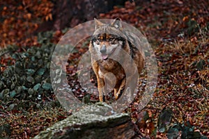 Wolf in snowy rock mountain, Europe. Winter wildlife scene from nature. Gray wolf, Canis lupus with rock in the background. Cold