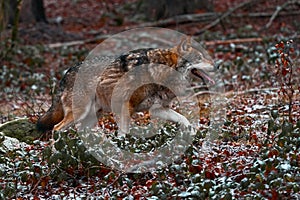 Wolf in snowy rock mountain, Europe. Winter wildlife scene from nature. Gray wolf, Canis lupus with rock in the background. Cold