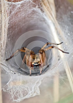 Wolf Spider