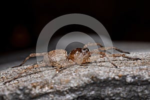 Wolf Spider