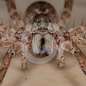 Wolf Spider