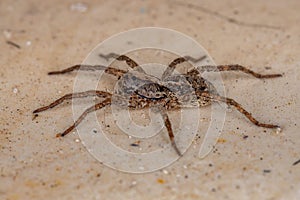 Wolf Spider