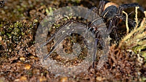 Wolf Spider