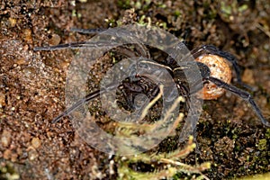 Wolf Spider