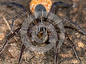 Wolf Spider