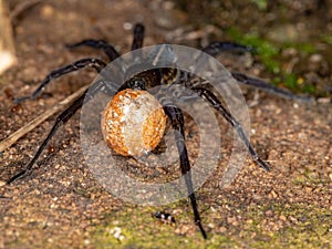 Wolf Spider