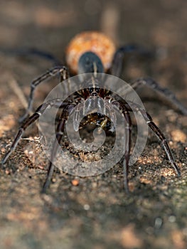 Wolf Spider