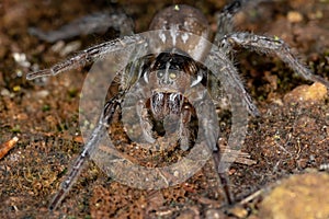 Wolf Spider