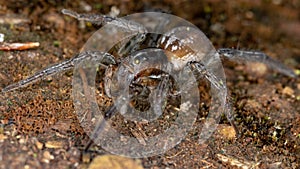 Wolf Spider