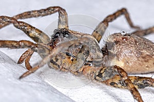 Wolf Spider