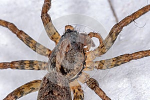 Wolf Spider