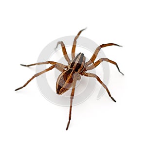 Wolf Spider photo