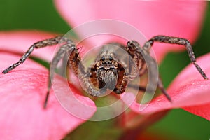 Wolf spider