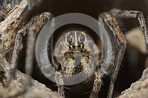 Wolf Spider