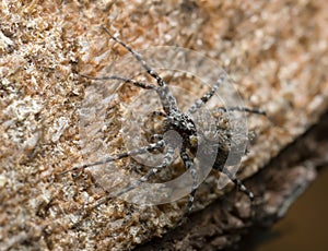 Wolf spider, Acantholycosa lignaria with juveniles on her back