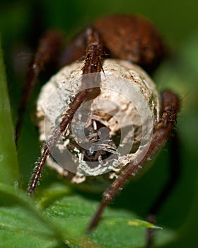 Wolf spider, Alopecosa pulverulenta. Closeup of egg with spiderlings