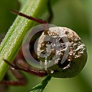 Wolf spider, Alopecosa pulverulenta. Closeup of egg with spiderlings