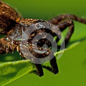 Wolf spider, Alopecosa pulverulenta. Closeup of head