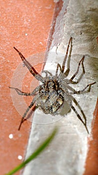 Wolf spider with babies