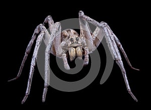 Wolf spider on black