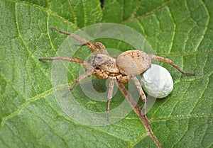 Wolf spider carrying egg case