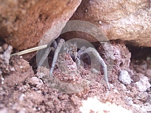Wolf spider in cave