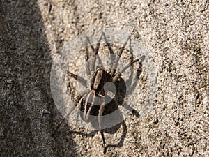 Wolf spider close up view