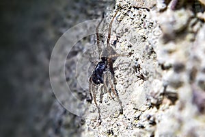 A wolf spider close up