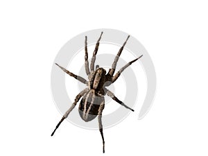 Wolf spider close up view isolated